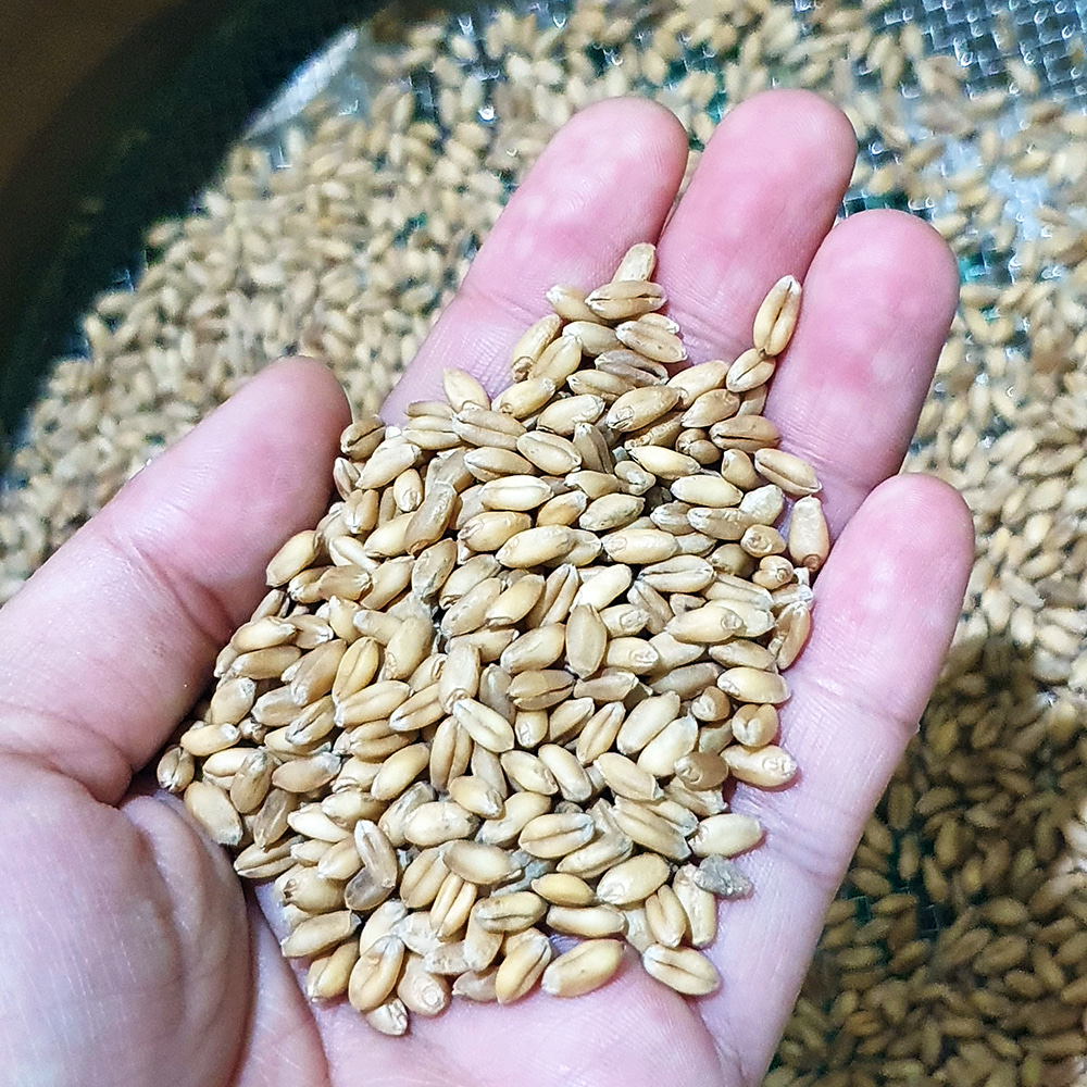 (Sandeulbaram) Organic Wheat Seeds 300g Growing Kit