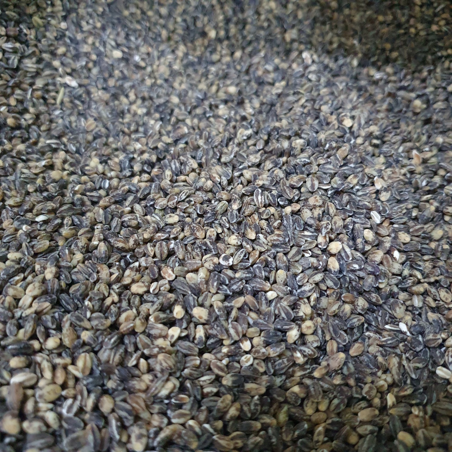 (Sandeulbaram) Organic Black Barley Rice+Pearl barley 3+1 4kg